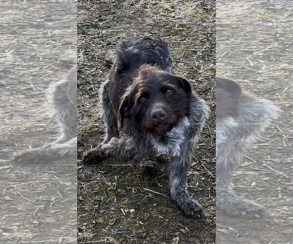 Medium Photo #5 German Wirehaired Pointer Puppy For Sale in Milpitas, CA, USA