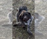 Small #4 German Wirehaired Pointer