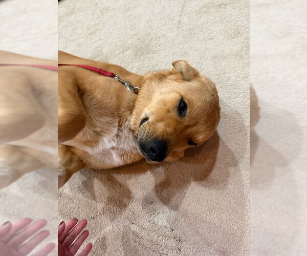 Medium Photo #2 Labrador Retriever-Unknown Mix Puppy For Sale in Winter Park, CO, USA