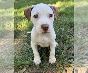 Staffordshire Bull Terrier-Unknown Mix Dogs for adoption in pomfret, CT, USA