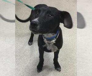 Labrador Retriever-Unknown Mix Dogs for adoption in Riverside, CA, USA