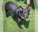 Small #2 American Staffordshire Terrier-Bulldog Mix