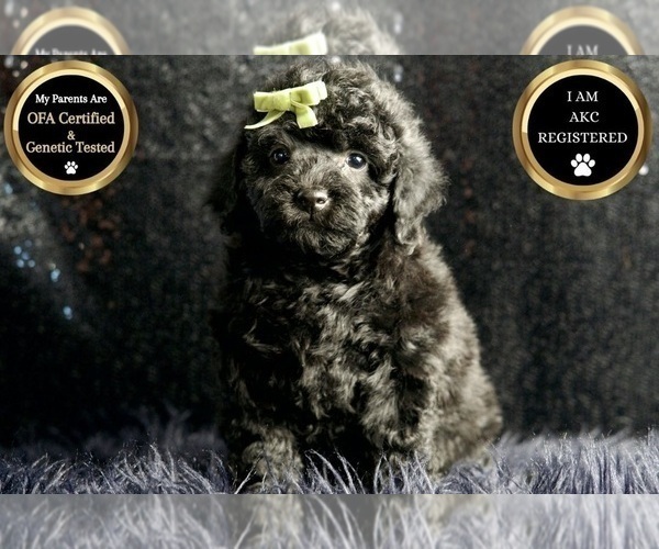Medium Photo #1 Poodle (Miniature) Puppy For Sale in WARSAW, IN, USA