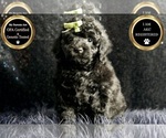 Puppy AKC Cajun Poodle (Miniature)