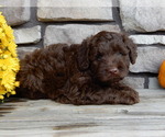 Small #1 Miniature Labradoodle