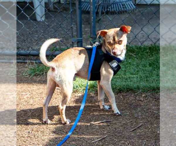 Medium Photo #3 Chihuahua-Unknown Mix Puppy For Sale in Kennesaw, GA, USA