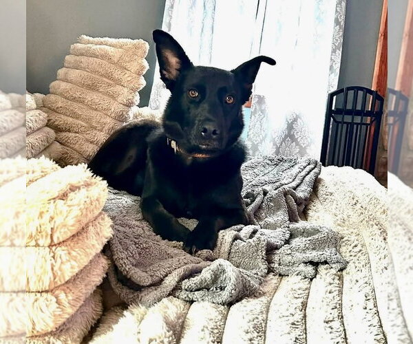 Medium Photo #23 German Shepherd Dog-Unknown Mix Puppy For Sale in Brewster, NY, USA