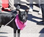 Small #3 Mutt