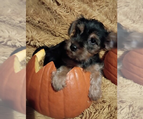 Medium Photo #1 Yorkshire Terrier Puppy For Sale in PITTSBURGH, PA, USA