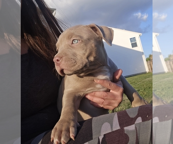 Medium Photo #7 American Bully Puppy For Sale in WEST MILTON, OH, USA