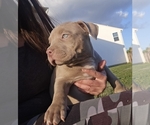 Small #6 American Bully