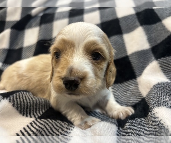Medium Photo #1 Dachshund Puppy For Sale in DELTONA, FL, USA