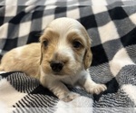 Puppy Puppy 1 Dachshund