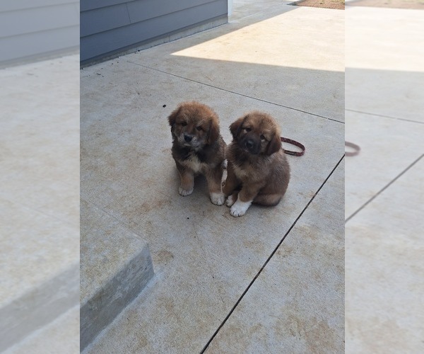 Medium Photo #11 Great Bernese Puppy For Sale in TOPEKA, KS, USA