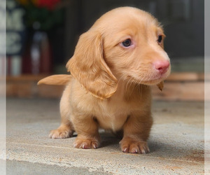 Dachshund Puppy for sale in GALENA, KS, USA