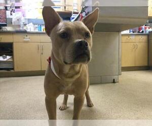 Mutt Dogs for adoption in Riverside, CA, USA