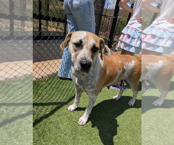 Medium Photo #4 Mutt Puppy For Sale in Vail, AZ, USA