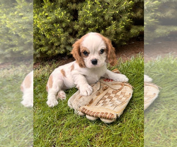 Medium Photo #4 Cavalier King Charles Spaniel Puppy For Sale in MIDDLEBURY, IN, USA