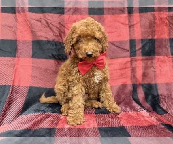 Medium Photo #7 Poodle (Miniature) Puppy For Sale in LAKELAND, FL, USA