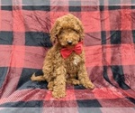 Small #6 Poodle (Miniature)