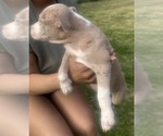 Small #4 American Bully