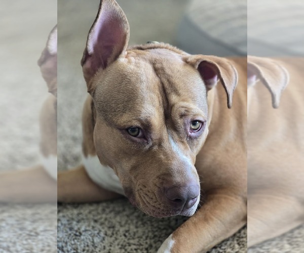 Medium Photo #4 American Pit Bull Terrier-Unknown Mix Puppy For Sale in Visalia, CA, USA