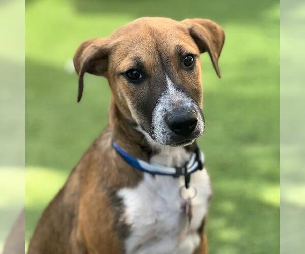 Medium Photo #5 Mutt Puppy For Sale in San Diego, CA, USA