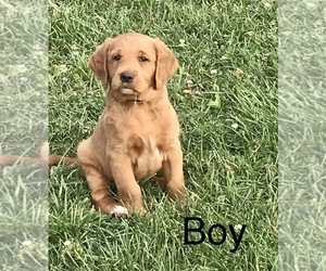 Labradoodle Puppy for sale in MORGANFIELD, KY, USA