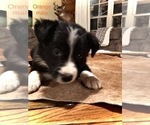 Small Photo #8 Border Collie Puppy For Sale in BOWLING GREEN, KY, USA