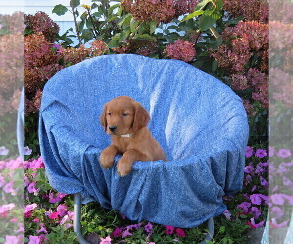 Medium Photo #2 Golden Retriever Puppy For Sale in THORP, WI, USA