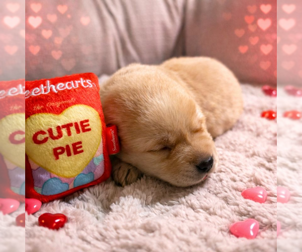 Medium Photo #6 Labrador Retriever Puppy For Sale in HIGH POINT, NC, USA