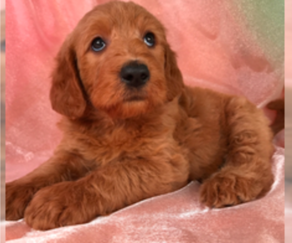 Full screen Photo #1 Goldendoodle Puppy For Sale in FAIRFIELD, CA, USA