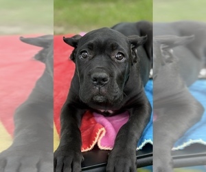 Cane Corso Puppy for Sale in ANDERSON, Indiana USA