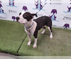 American Pit Bull Terrier-Unknown Mix Dogs for adoption in Orlando, FL, USA