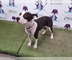 Small American Pit Bull Terrier Mix