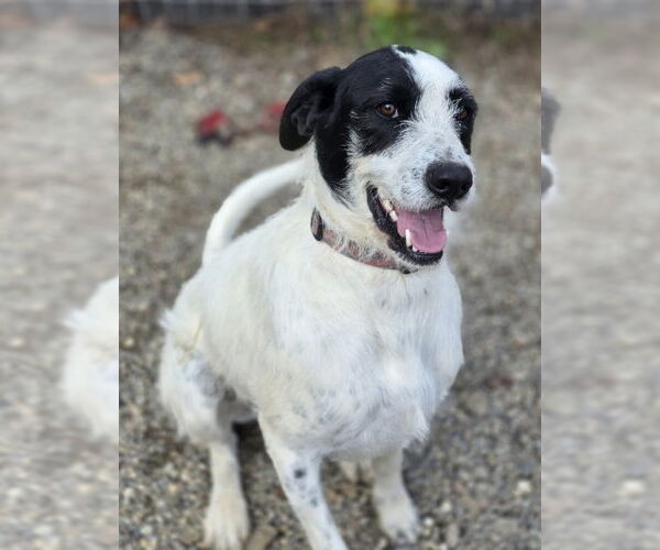 Medium Photo #1  Puppy For Sale in , 