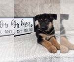 Small #2 German Shepherd Dog