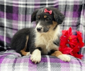 Australian Shepherd Puppy for sale in LAKELAND, FL, USA