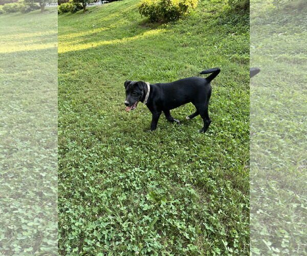 Medium Photo #5 American Pit Bull Terrier-Border Collie Mix Puppy For Sale in Ball Ground, GA, USA