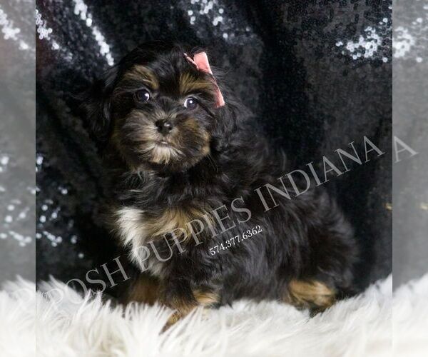 Medium Photo #4 Maltipoo Puppy For Sale in WARSAW, IN, USA