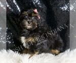 Small #3 Maltipoo