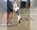 Puppy Casper American Pit Bull Terrier