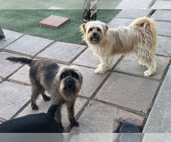 Medium Photo #6 Mutt Puppy For Sale in La Verne, CA, USA