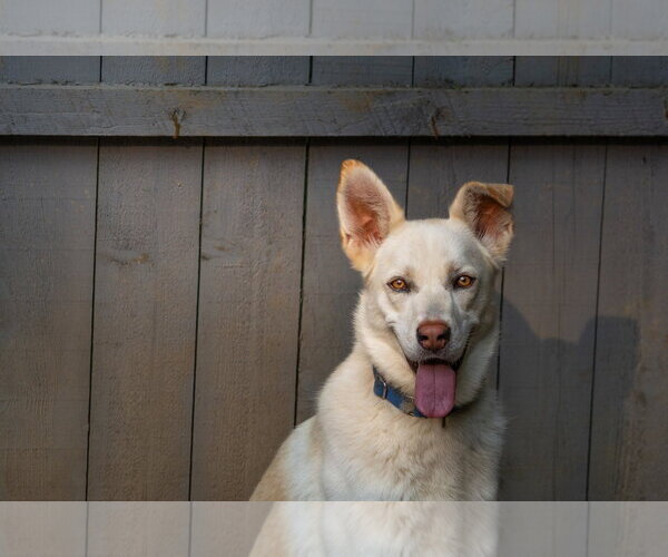 Medium Photo #5 Unknown-white german shepherd Mix Puppy For Sale in Hoffman Estates, IL, USA