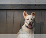 Small Photo #5 Unknown-white german shepherd Mix Puppy For Sale in Hoffman Estates, IL, USA