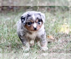 Miniature Australian Shepherd Puppy for Sale in MONTGOMERY, Texas USA