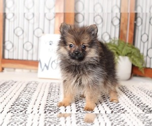 Pomeranian Puppy for sale in NAPLES, FL, USA