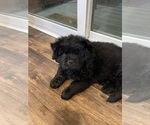 Small Photo #1 Chow Chow Puppy For Sale in SHANNON, MS, USA