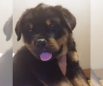 Small Photo #8 Rottweiler Puppy For Sale in AURORA, CO, USA