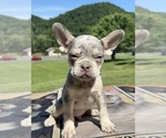 Small #2 French Bulldog